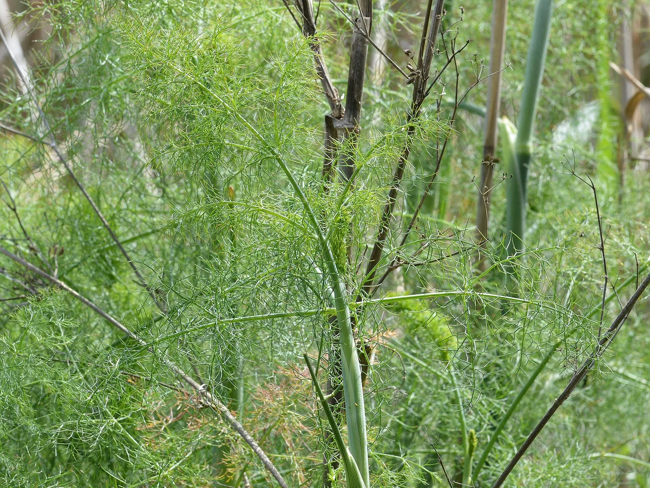Fennel (Foeniculum vulgare)