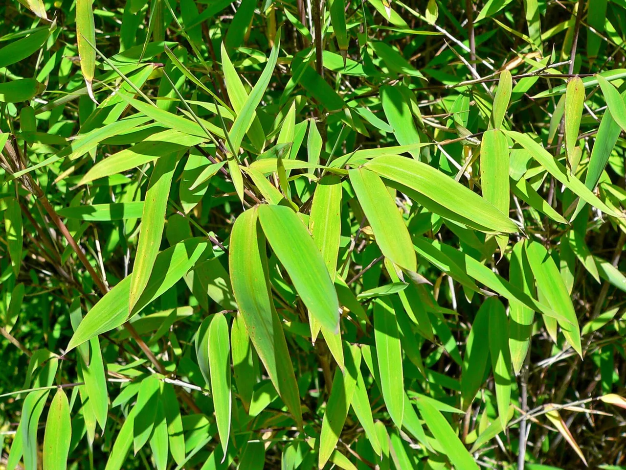Fountain Bamboo (Fargesia nitida)