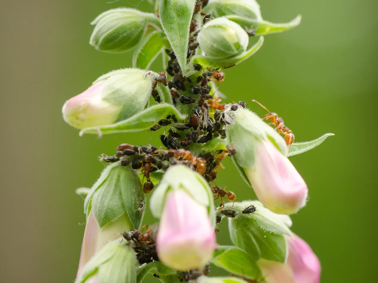Foxglove (Digitalis purpurea)