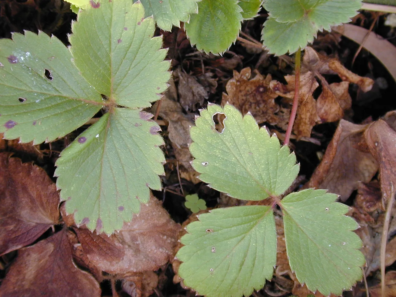 Garden Strawberry (Fragaria x ananassa)