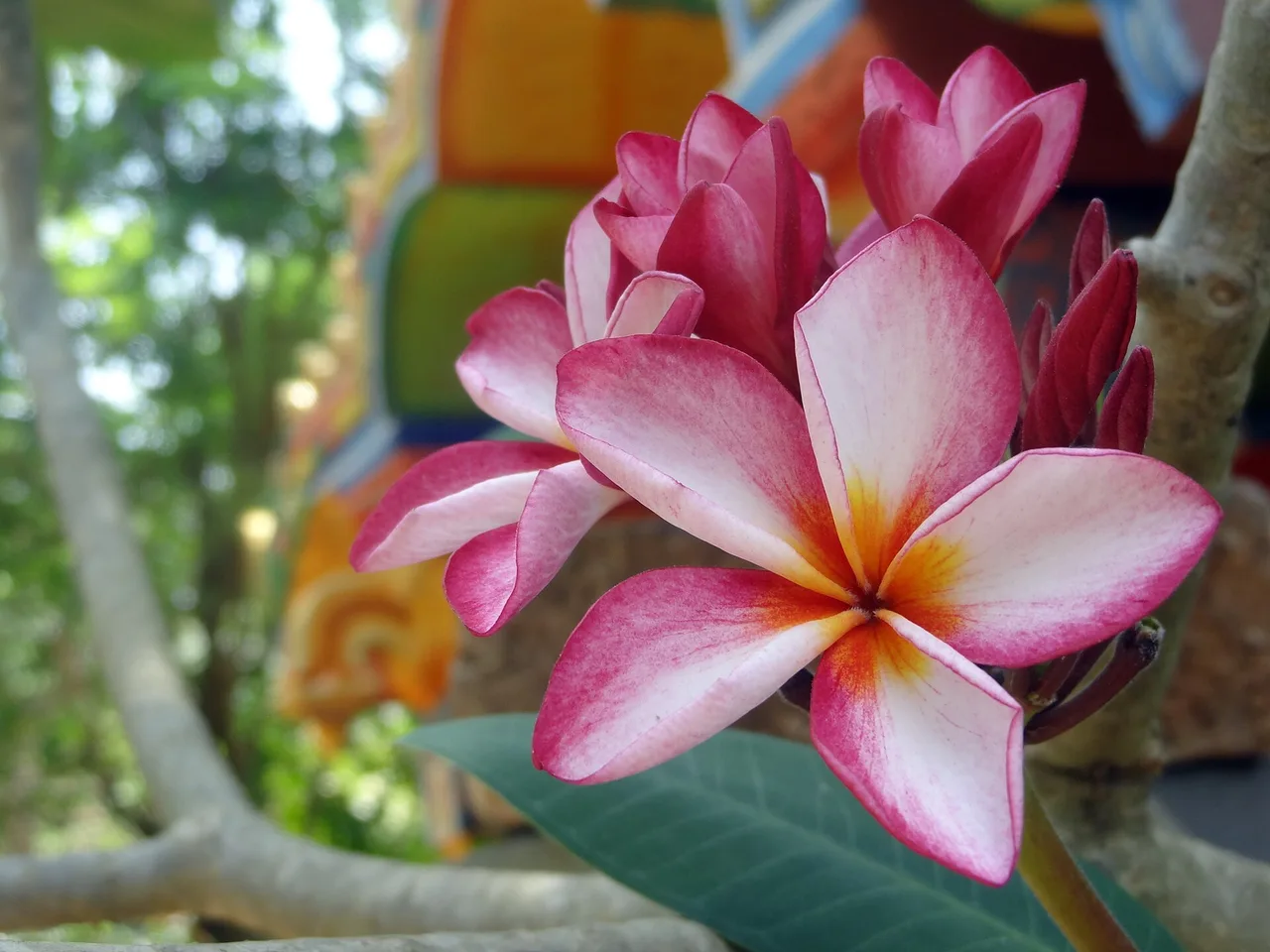 Frangipani (Plumeria rubra)