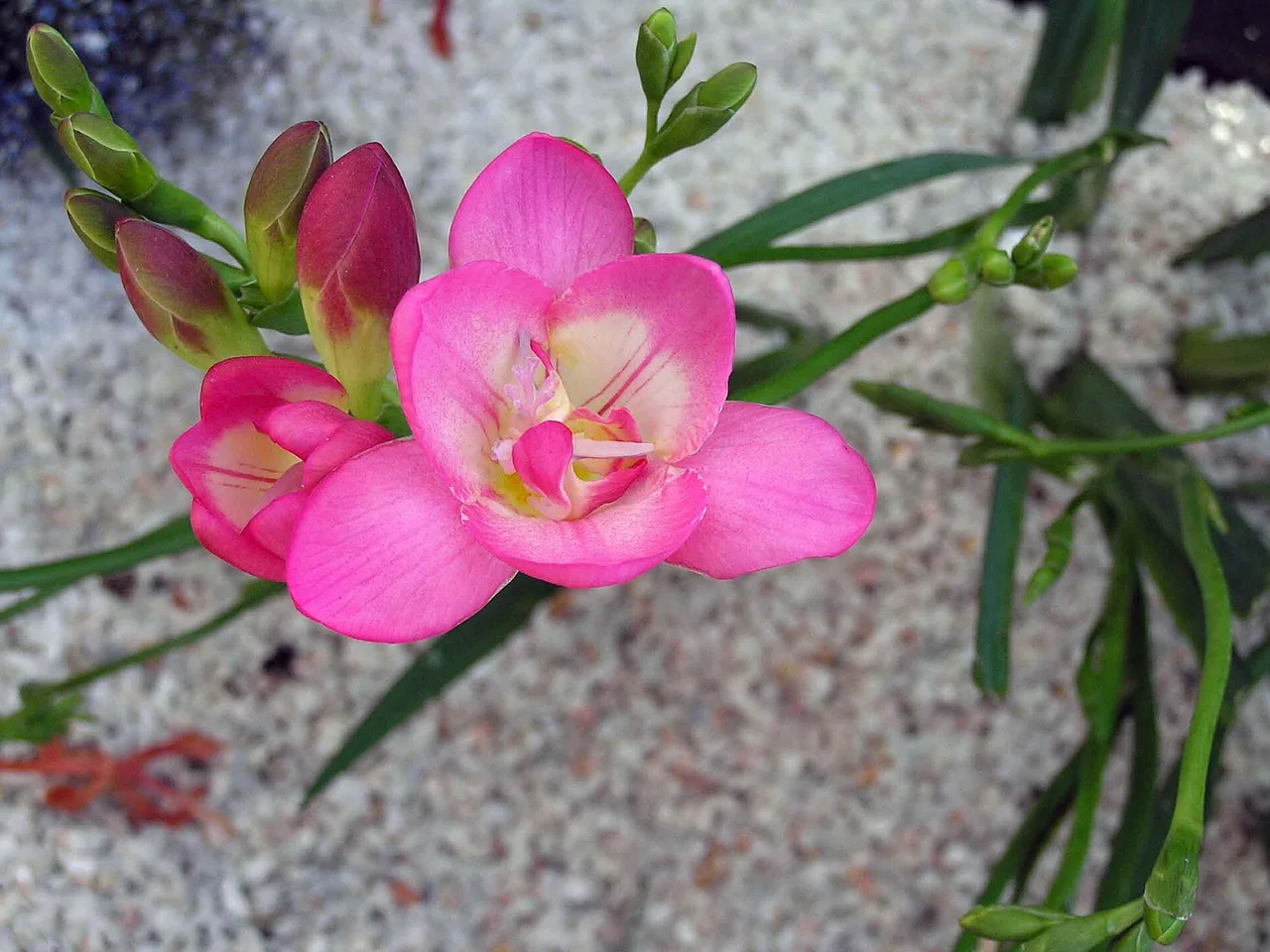 Freesia (Freesia refracta)