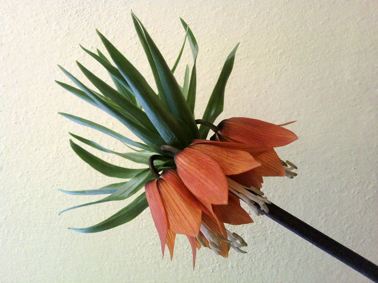 Crown Imperial (Fritillaria imperialis)