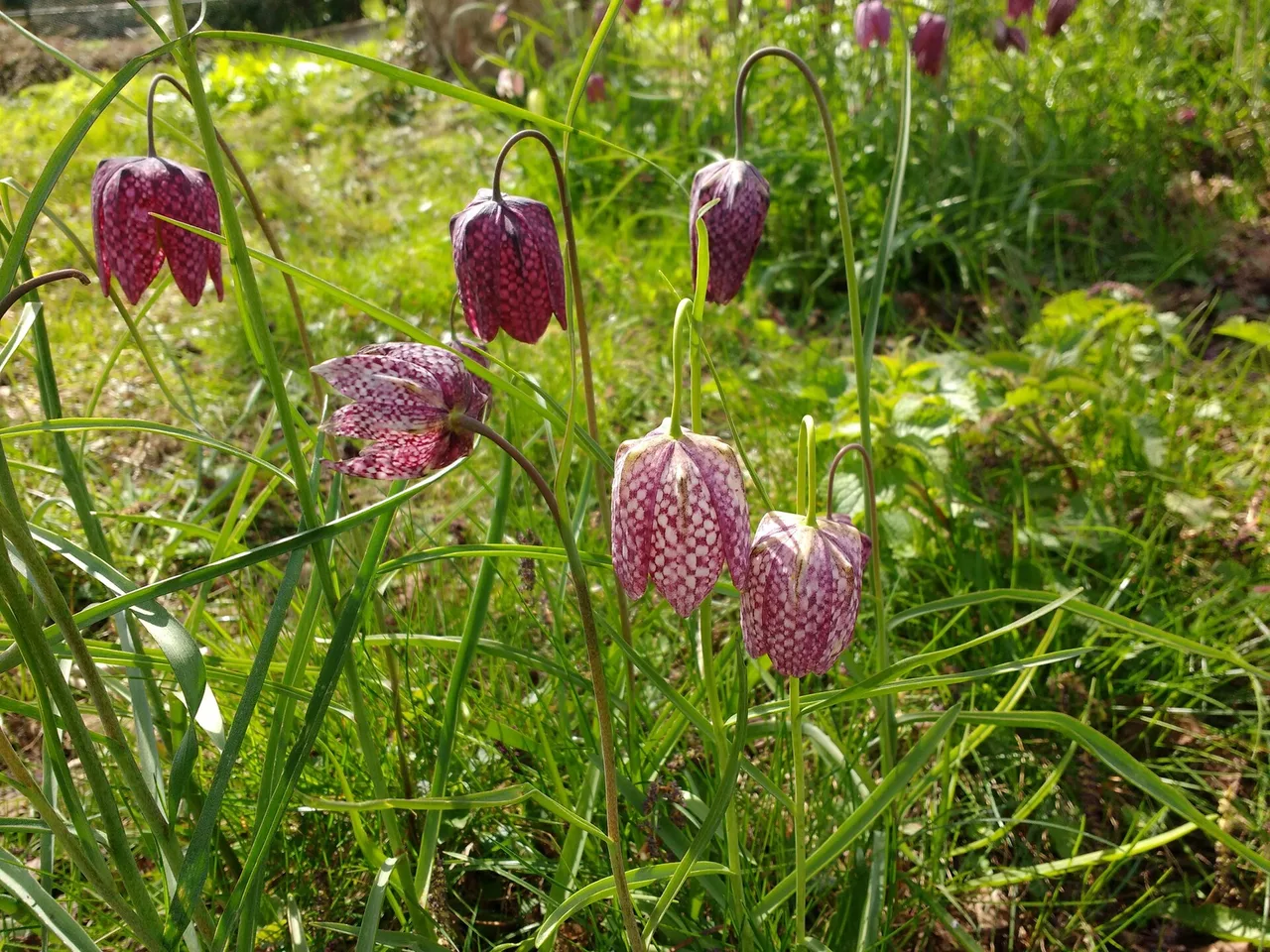 Snake Head Fritillary (Fritillaria meleagris)