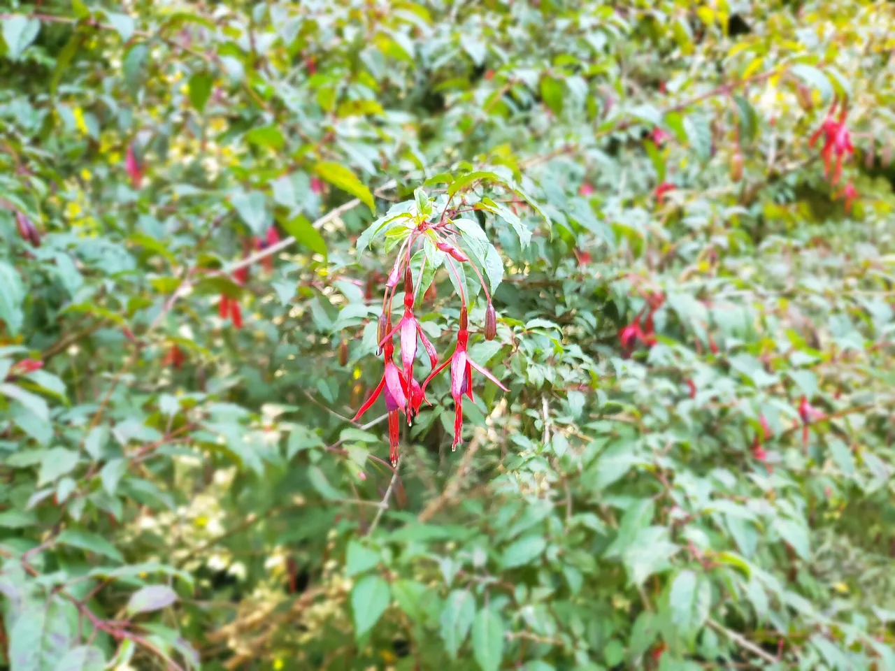 Hardy Fuchsia (Fuchsia magellanica)