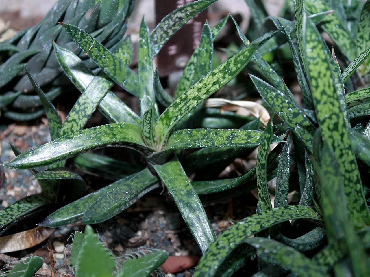 Ox Tongue (Gasteria bicolor)