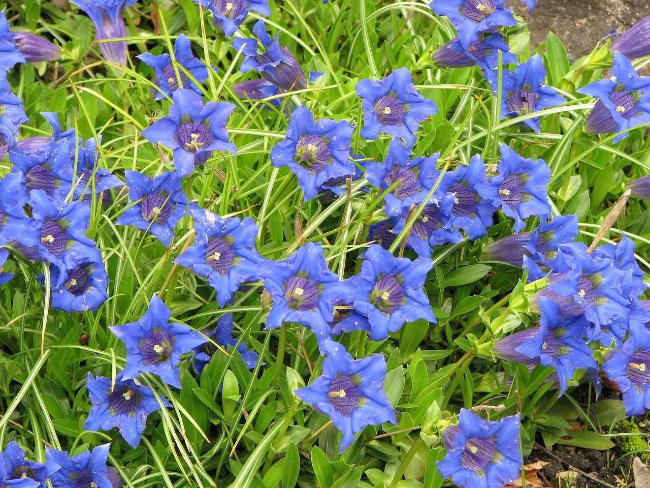 Trumpet Gentian (Gentiana acaulis)