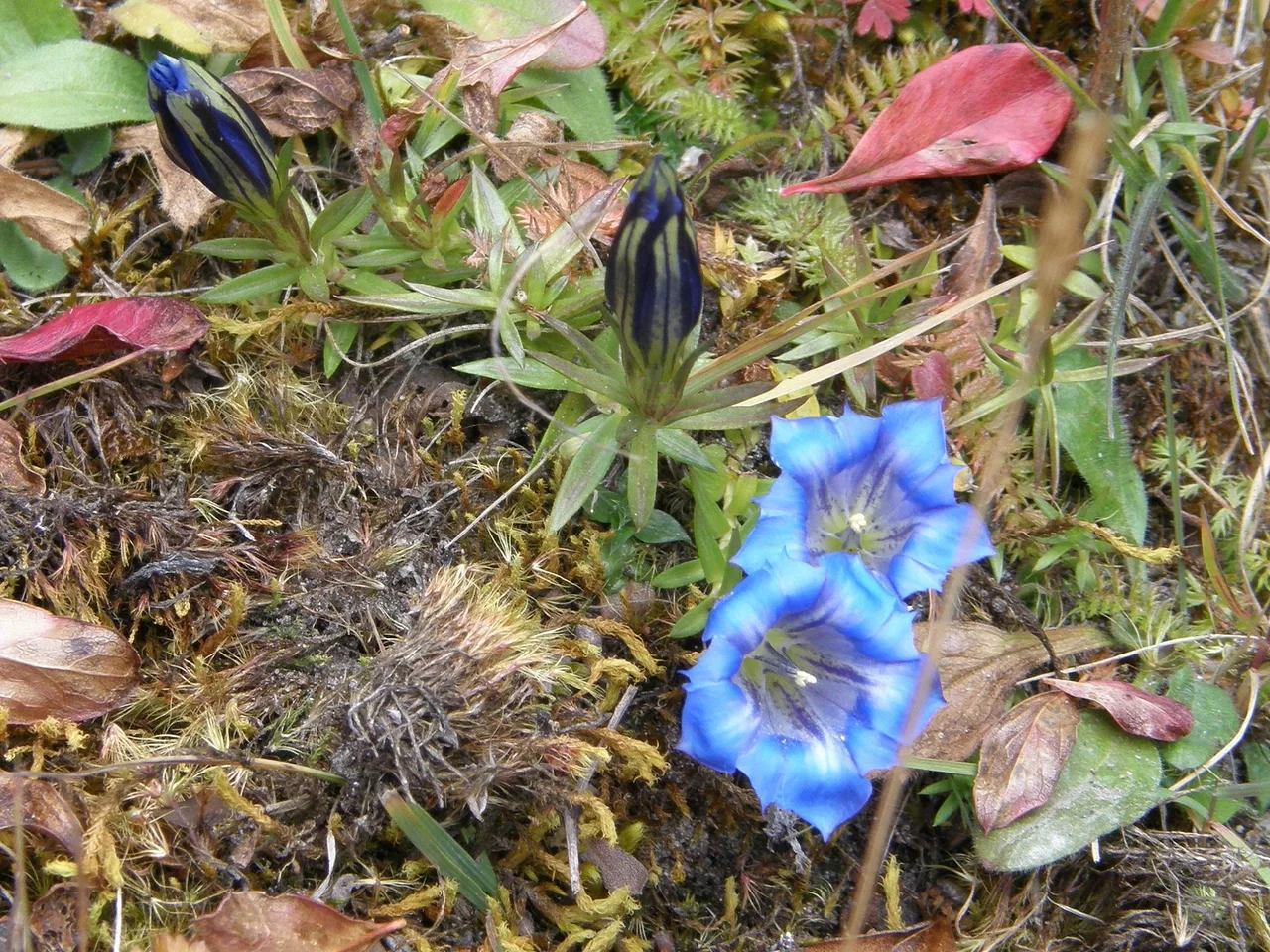 Autumn Gentian (Gentiana sino-ornata)