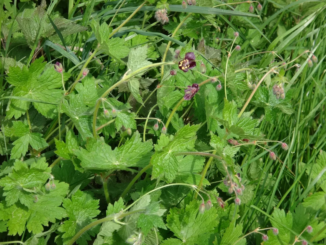 Dusky Cranesbill (Geranium phaeum)