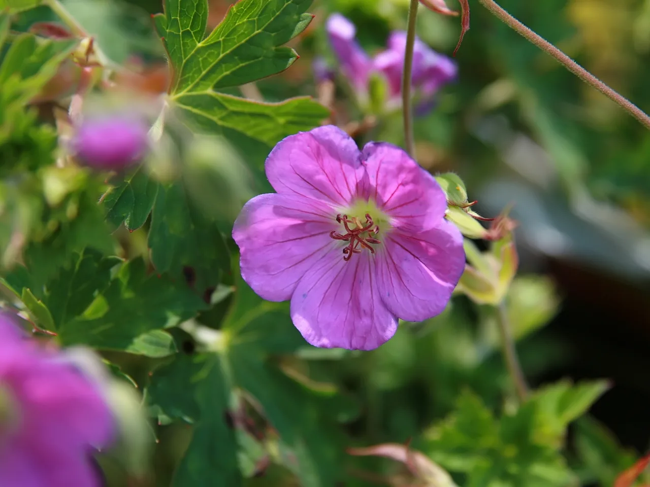 Cranesbill (Geranium Rozanne)