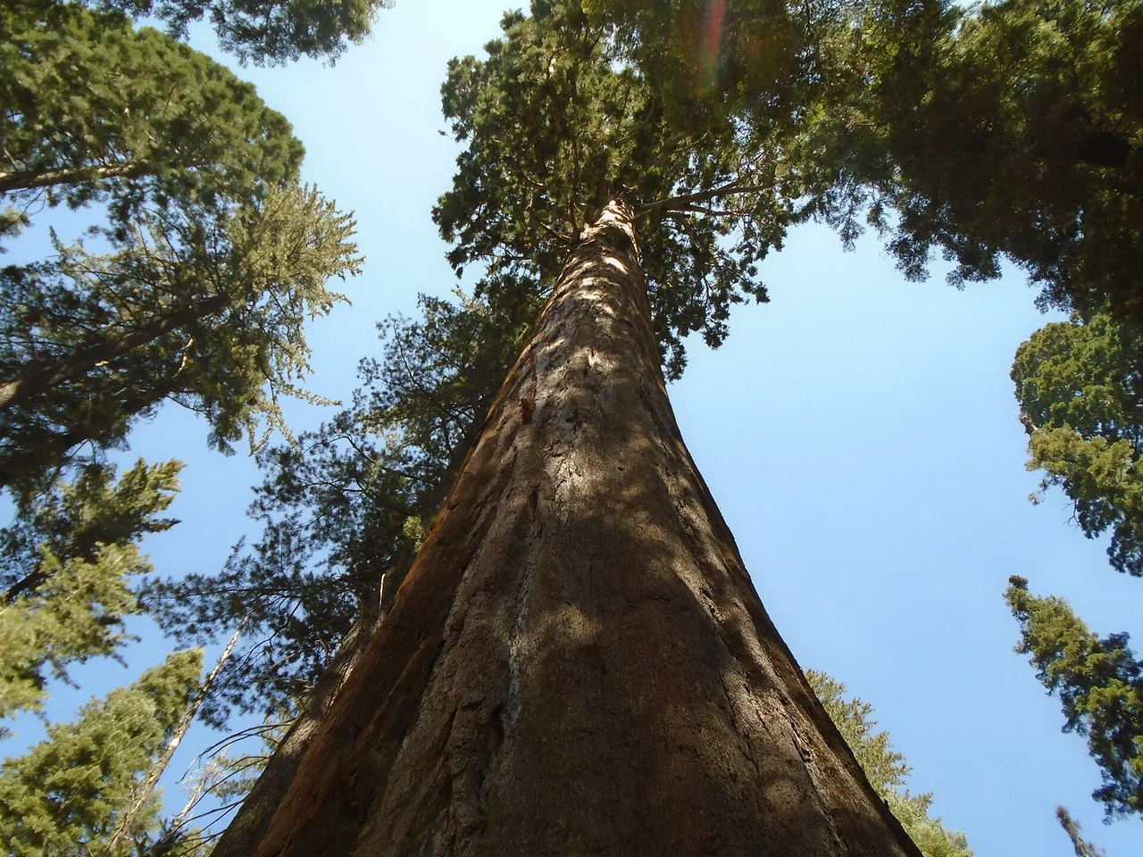 Giant Sequoia (Sequoiadendron giganteum)