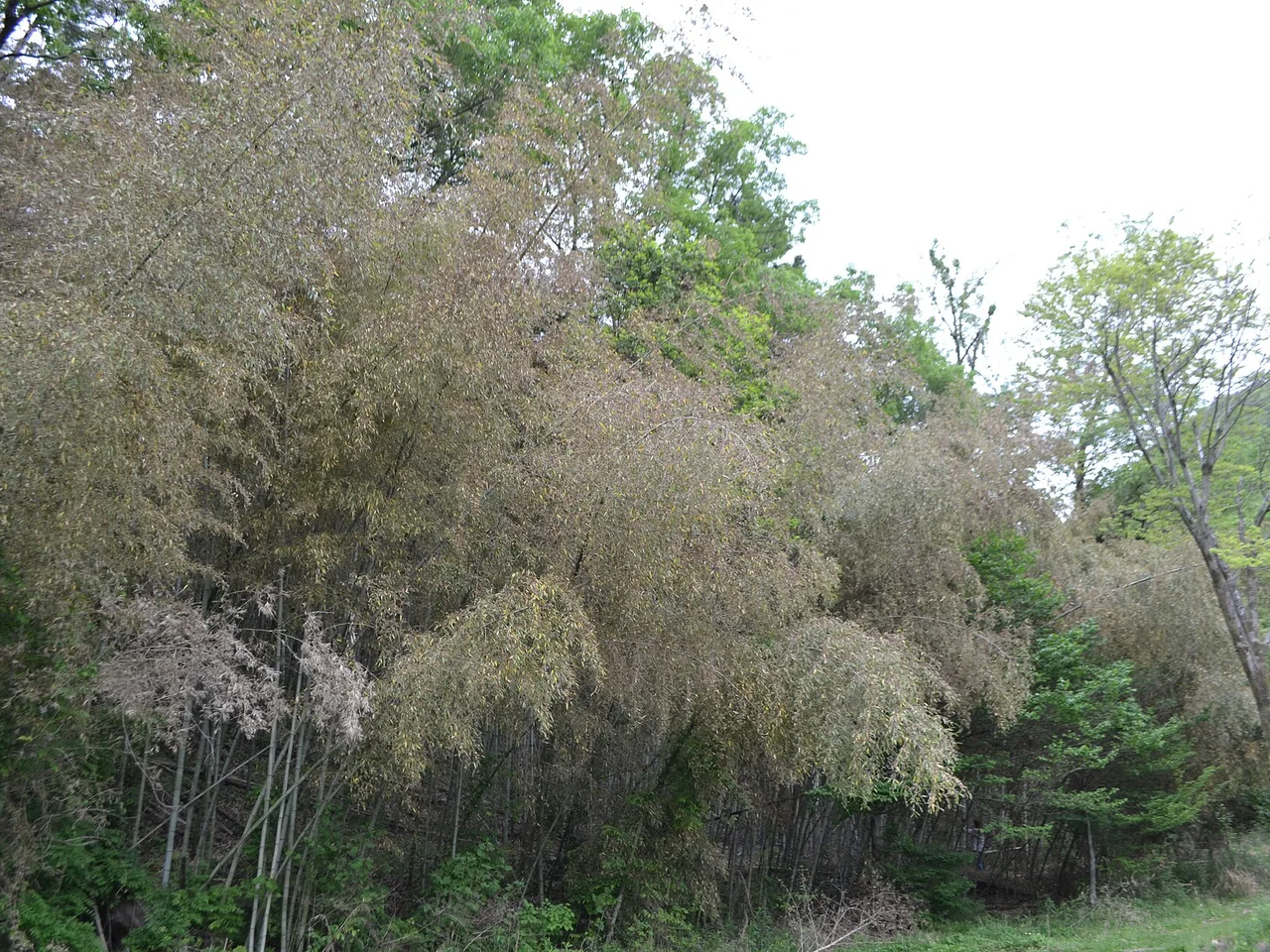 Giant Timber Bamboo (Phyllostachys bambusoides)