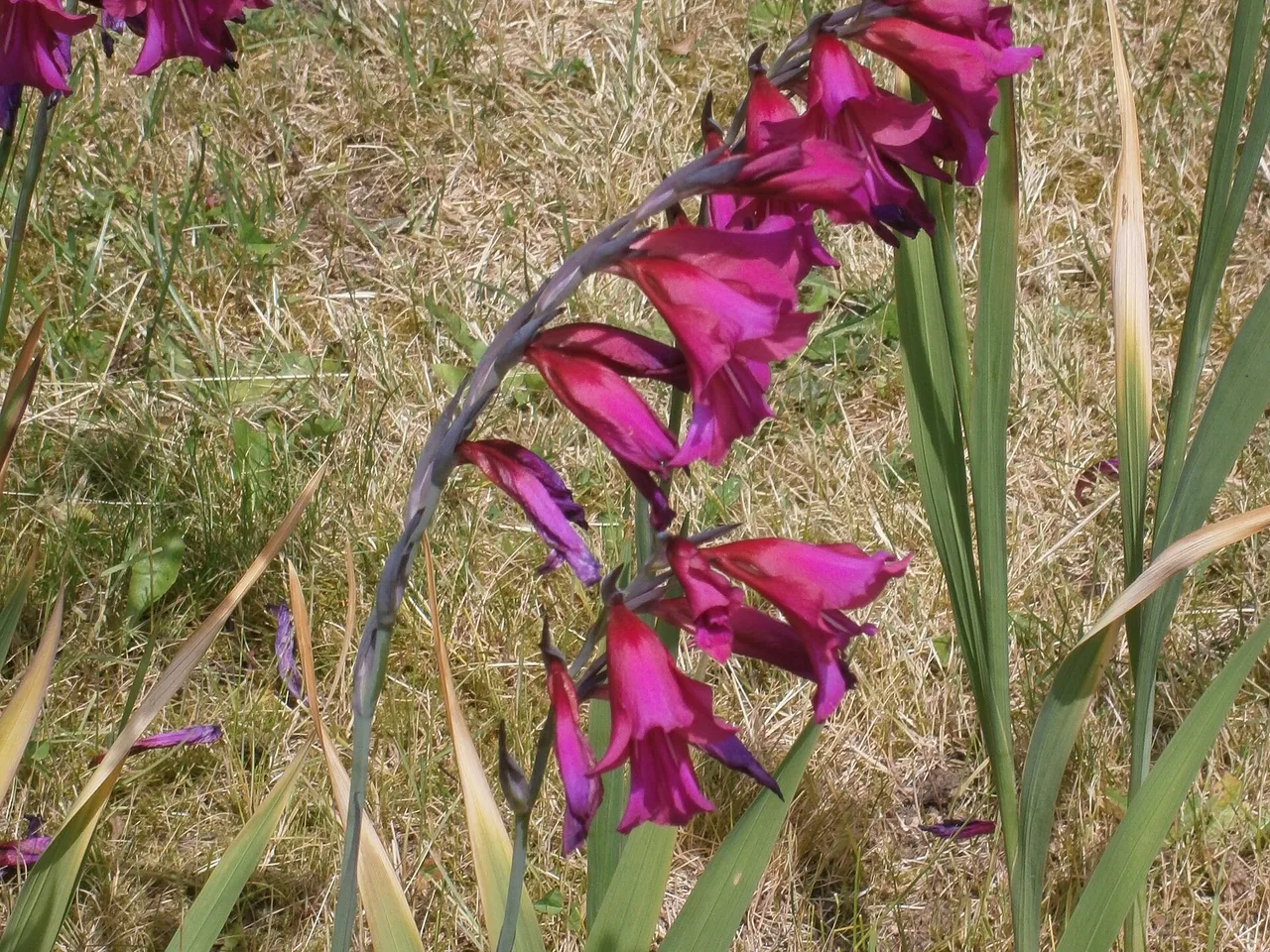 Byzantine Gladiolus (Gladiolus communis byzantinus)