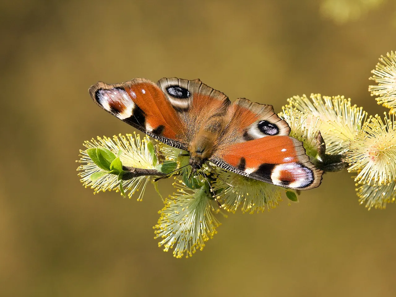 Goat Willow (Salix caprea)
