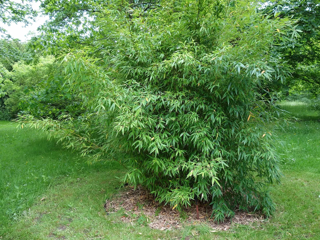 Golden Bamboo (Phyllostachys aurea)