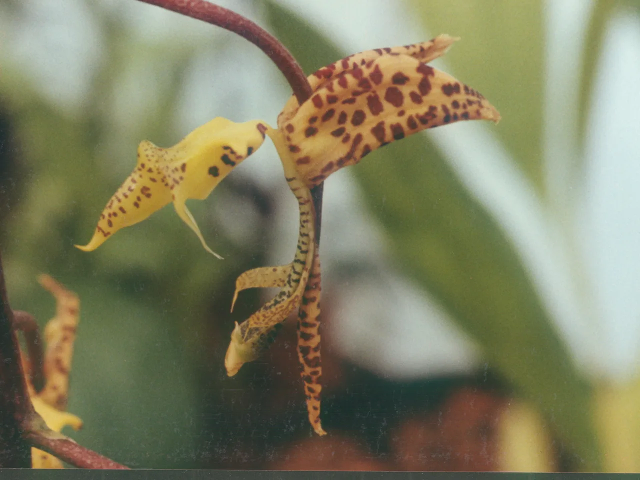 Gongora (Gongora quinquenervis)