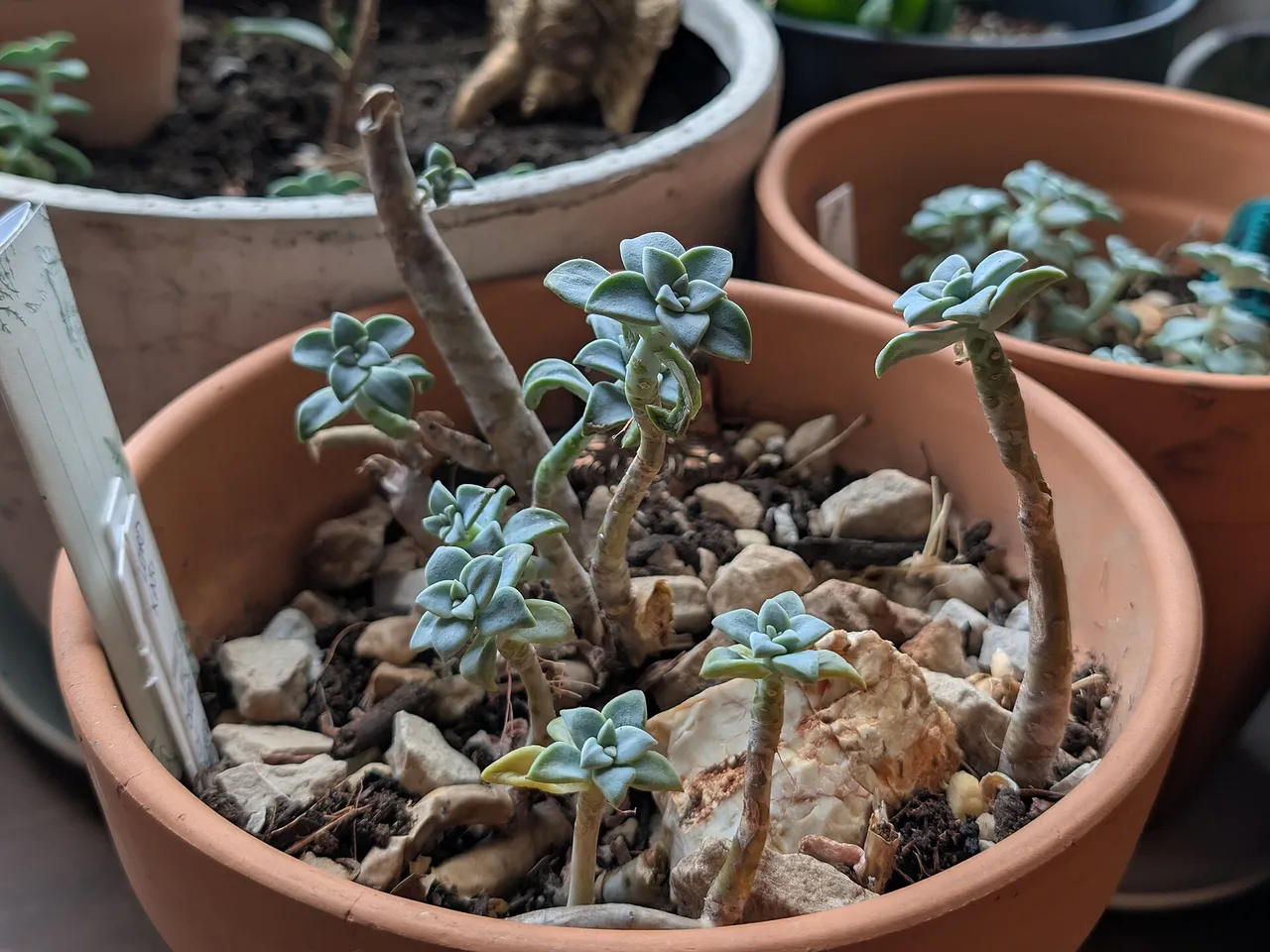 Ghost Plant (Graptopetalum paraguayense)