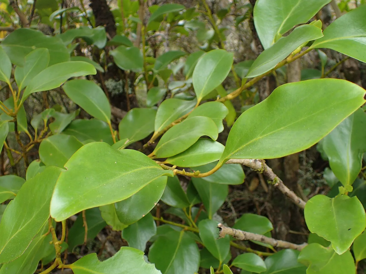 Griselinia (Griselinia littoralis)