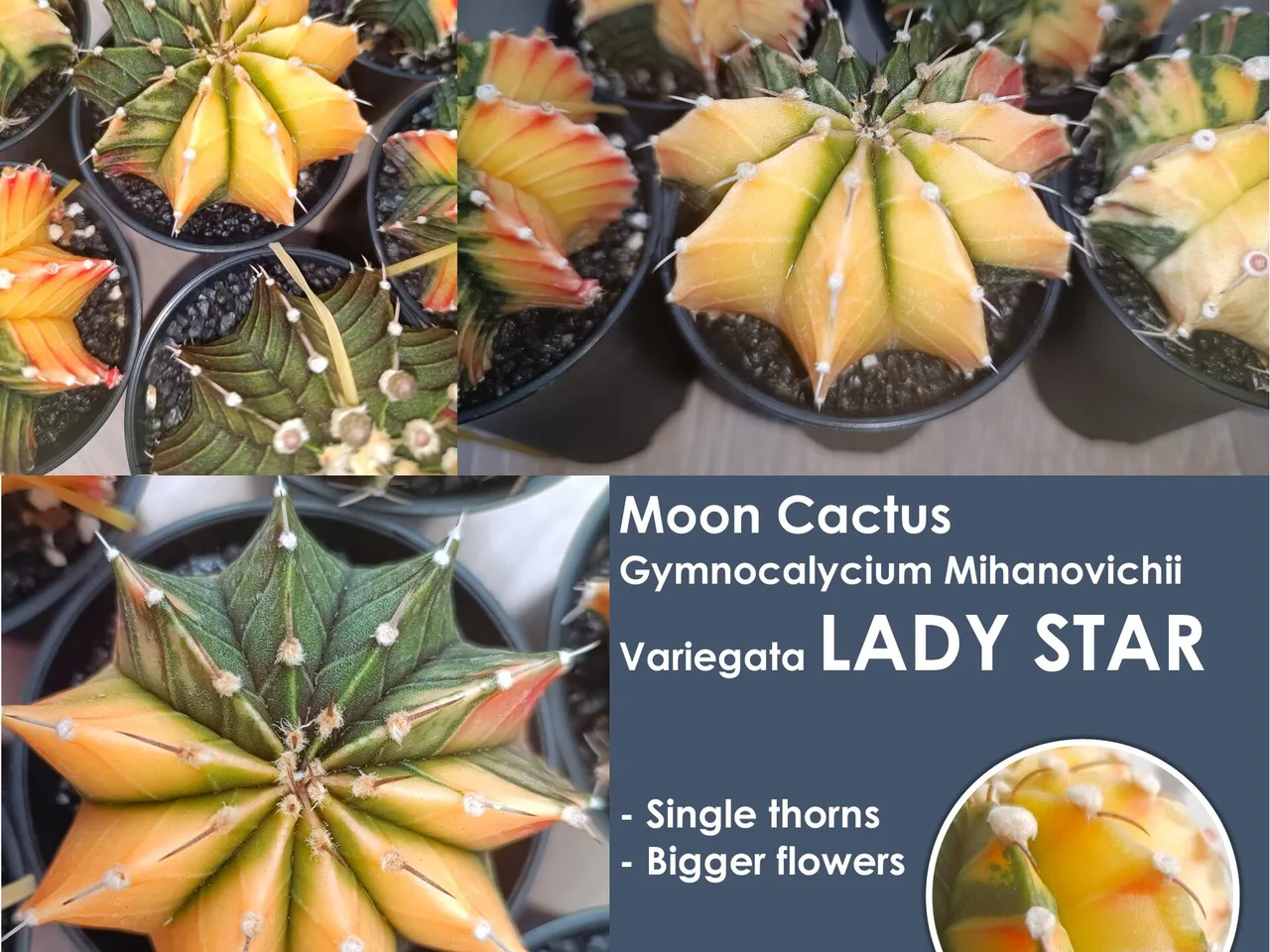 Moon Cactus (Gymnocalycium mihanovichii)