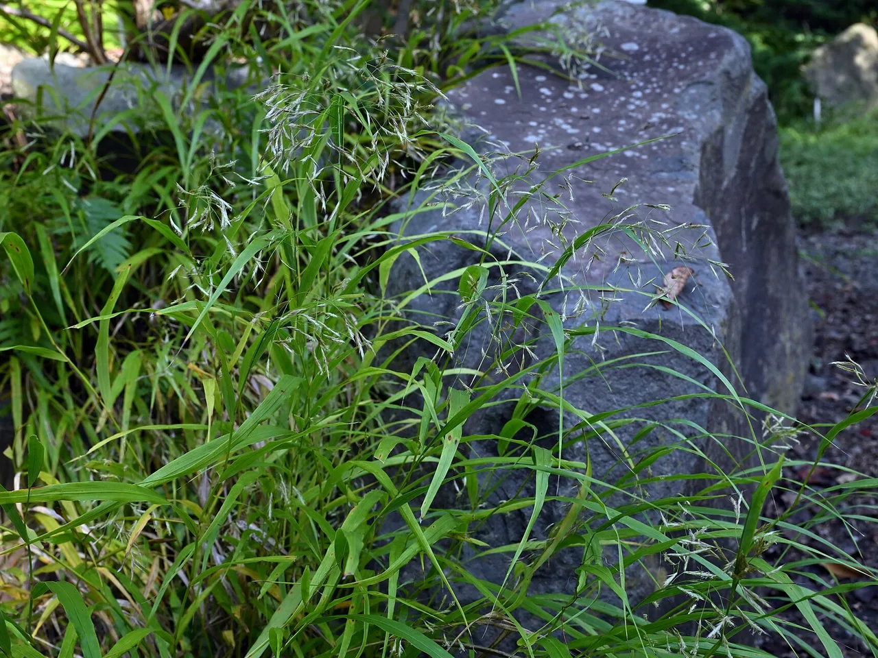 Japanese Forest Grass (Hakonechloa macra)