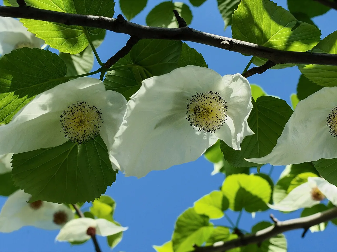 Handkerchief Tree (Davidia involucrata)