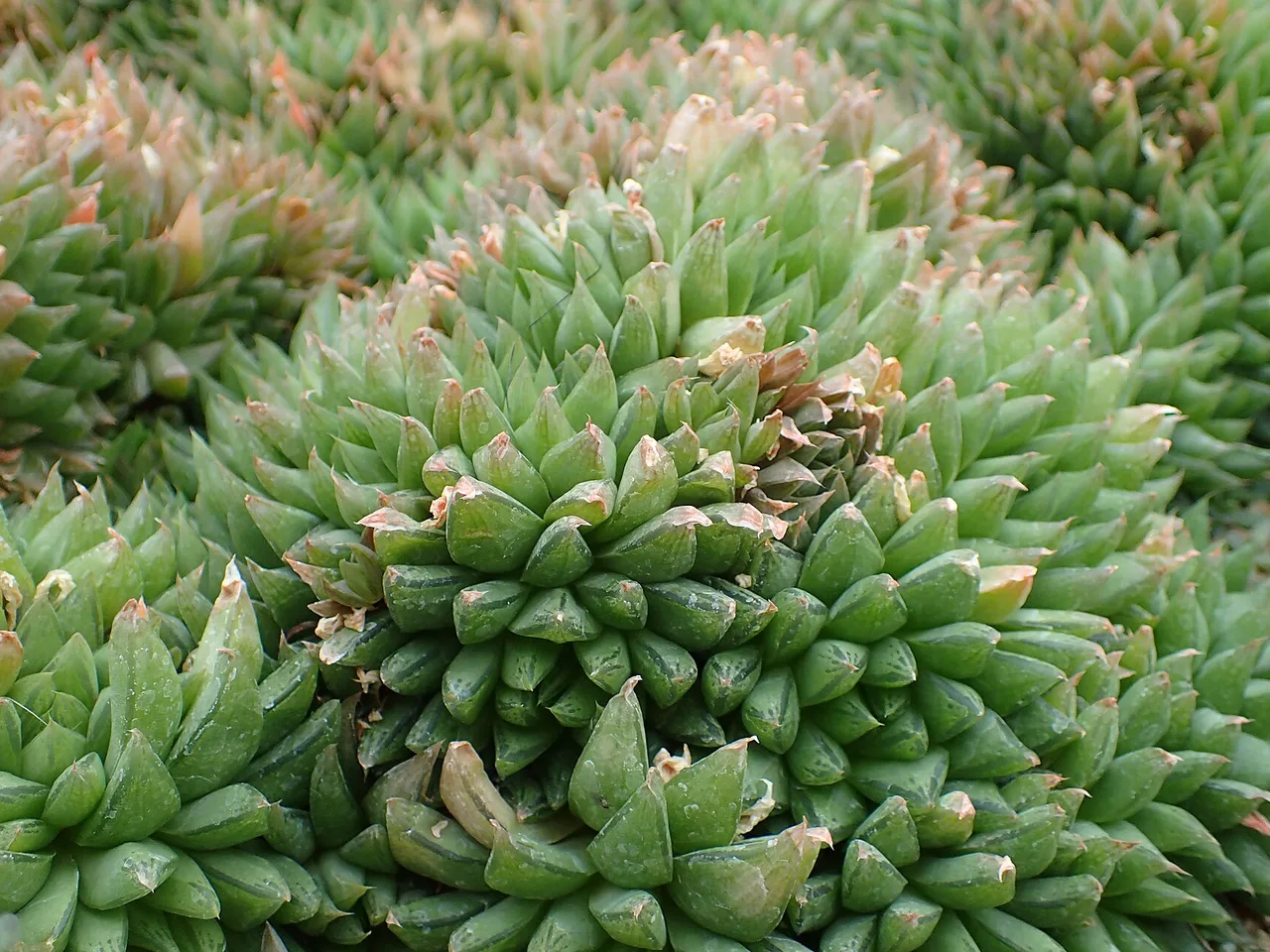 Cushion Aloe (Haworthia cooperi)
