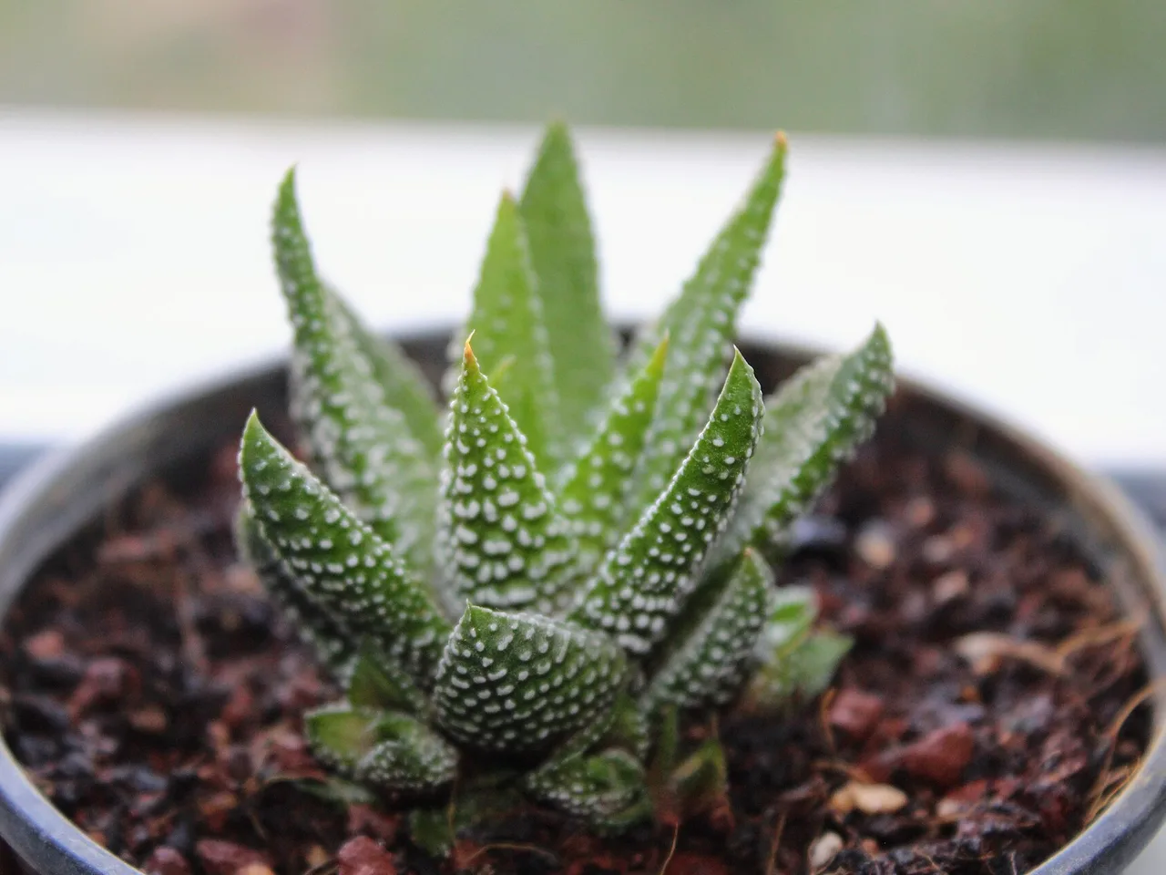 Zebra Haworthia (Haworthiopsis fasciata)