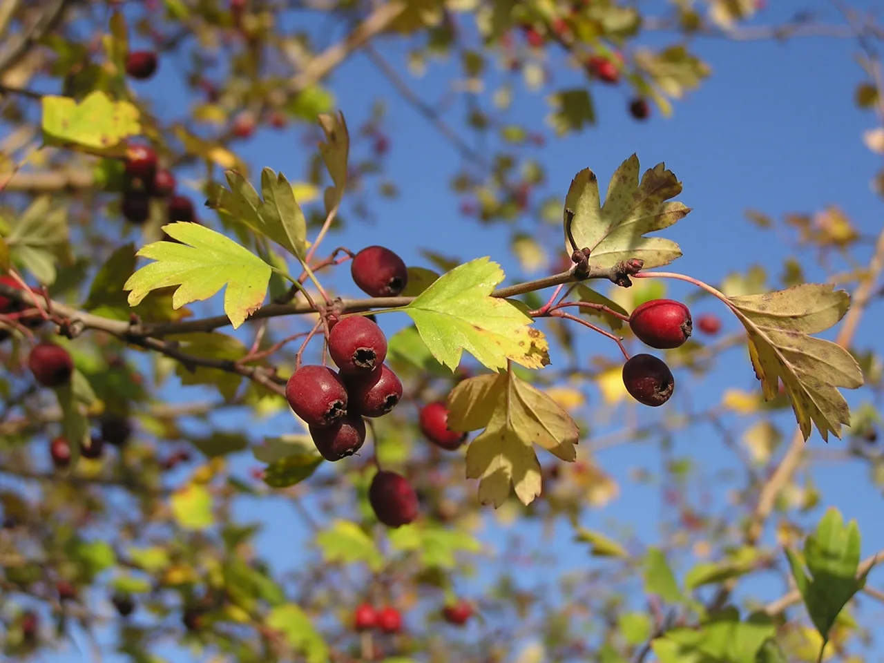 Common Hawthorn (Crataegus monogyna)