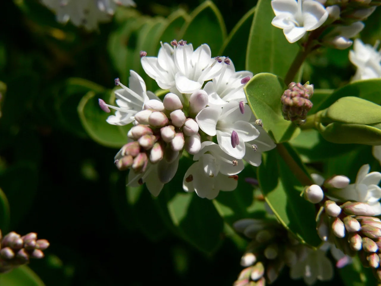 Showy Hebe (Hebe speciosa)