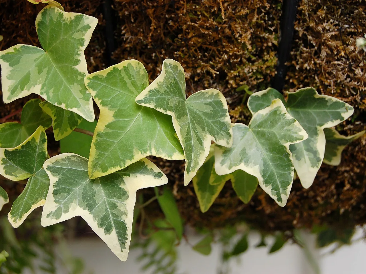 Common Ivy (Hedera helix)