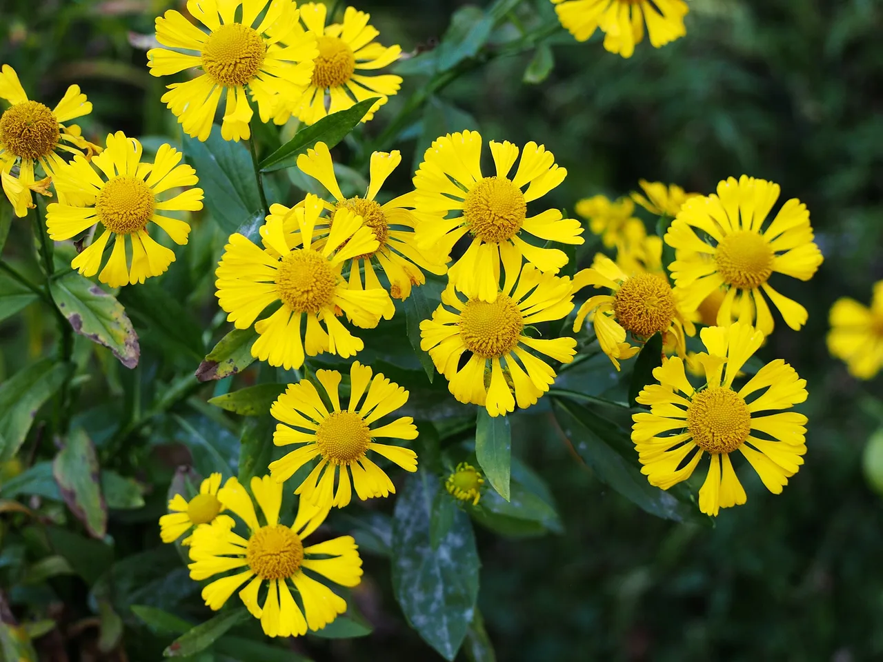 Helen Flower (Helenium autumnale)