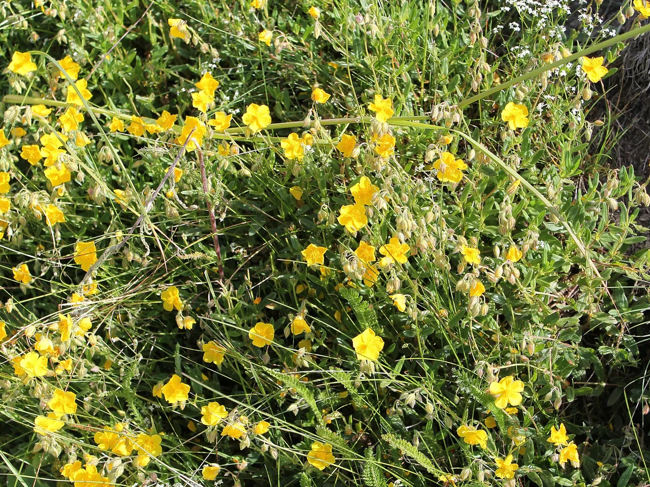 Rock Rose (Helianthemum nummularium)
