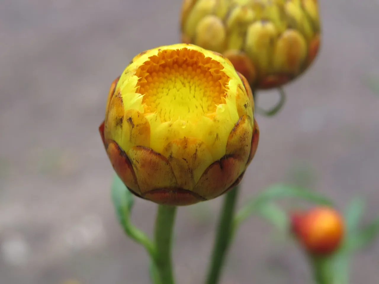 Strawflower (Xerochrysum bracteatum)