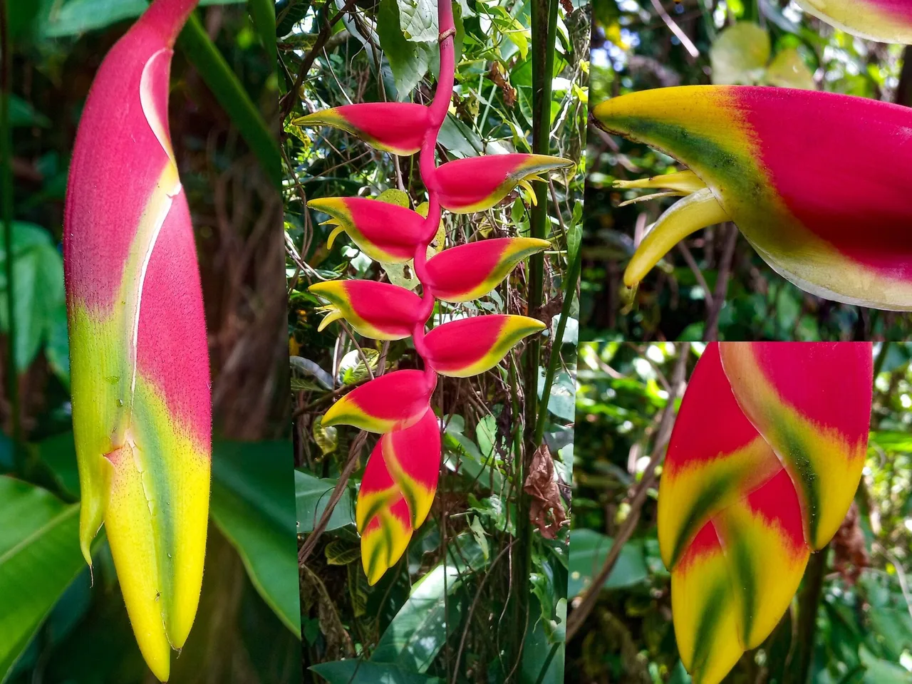 Heliconia (Heliconia rostrata)