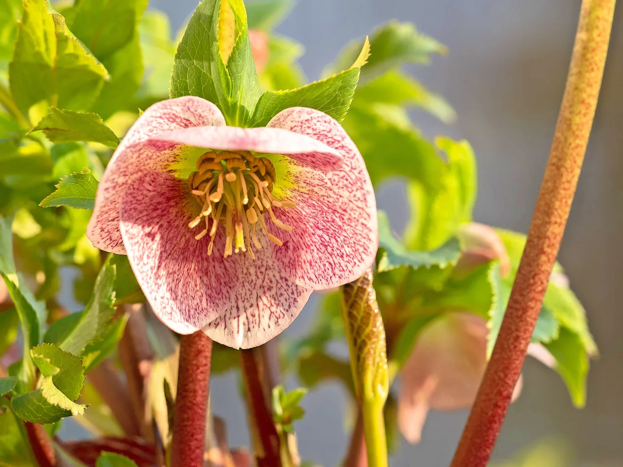 Hellebore (Helleborus x hybridus)
