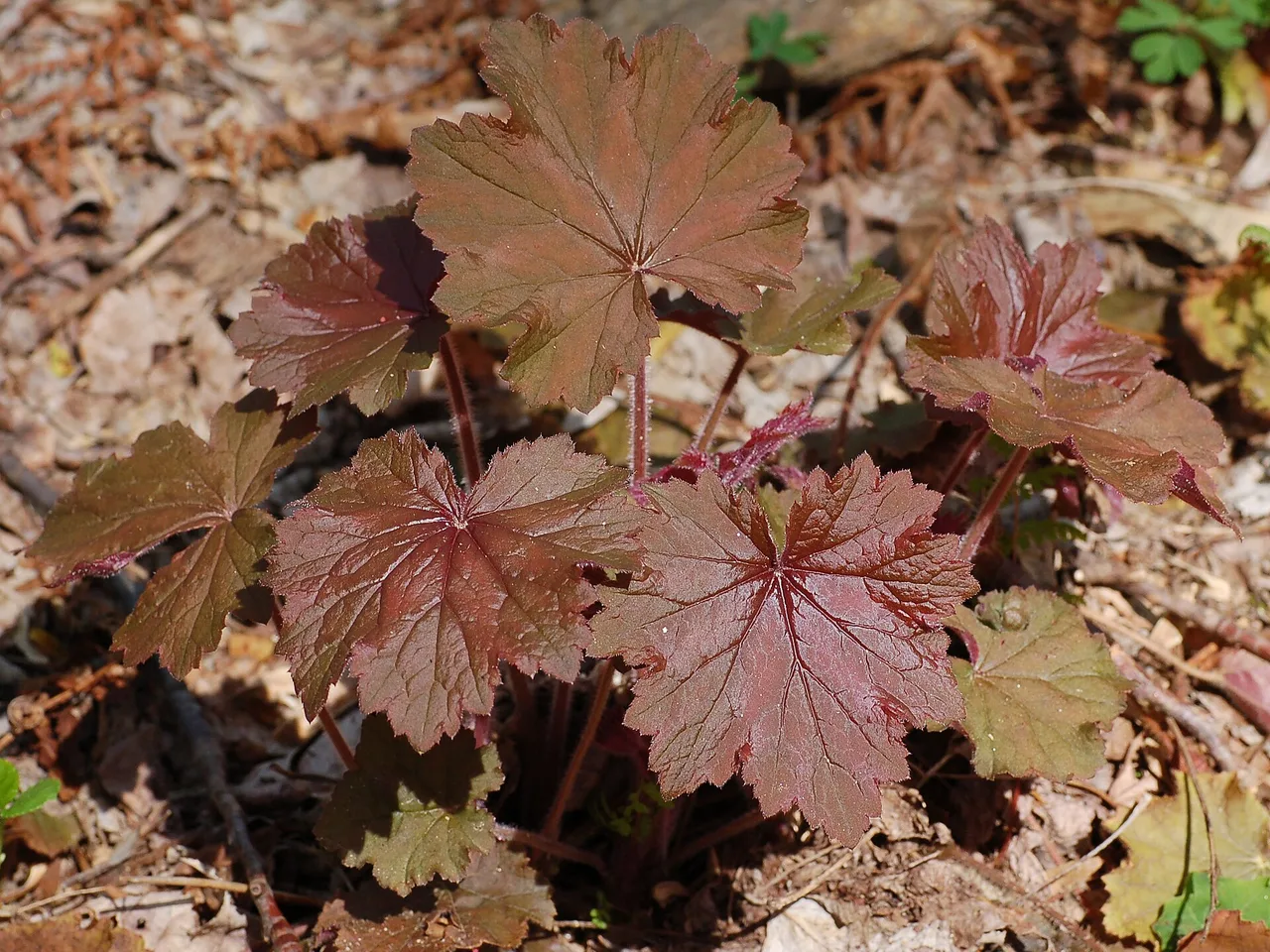 Coral Bells (Heuchera villosa)