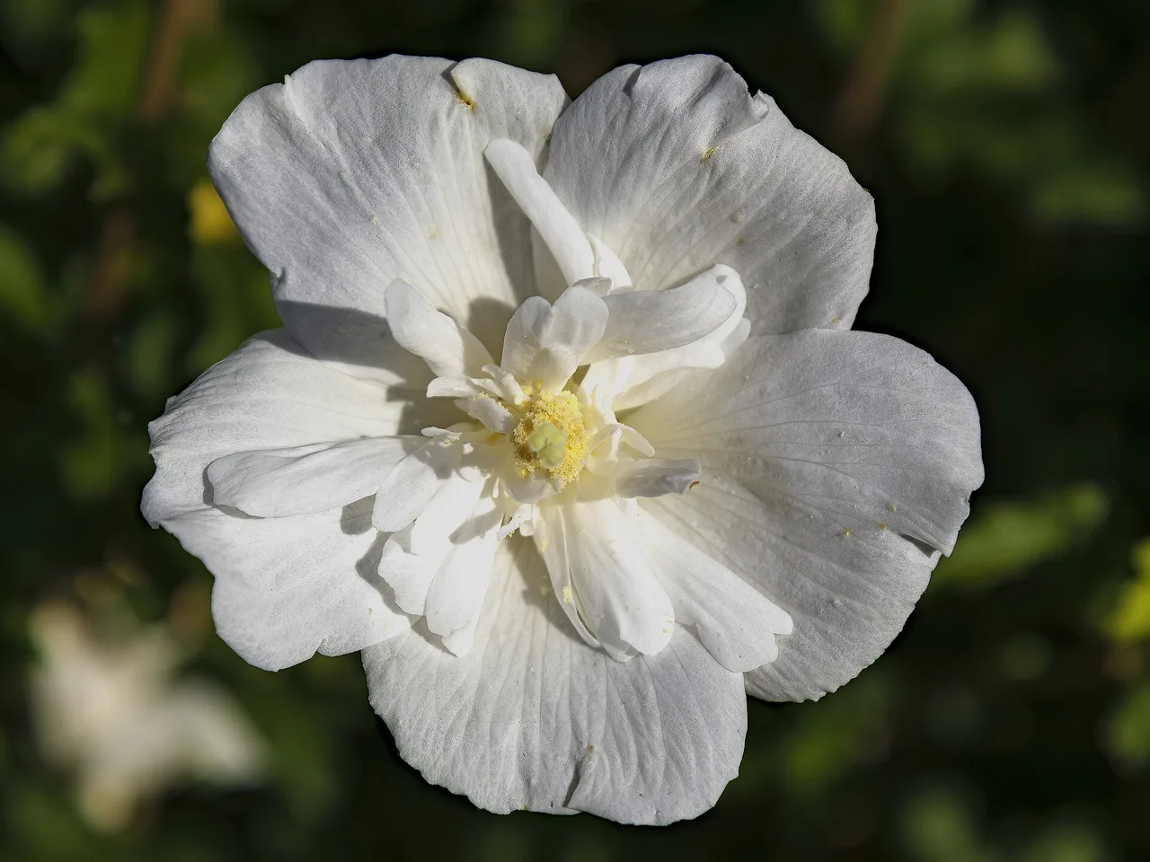 Rose of Sharon Tree (Hibiscus syriacus)