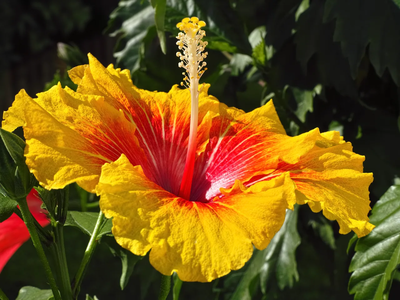 Tropical Hibiscus (Hibiscus rosa-sinensis)