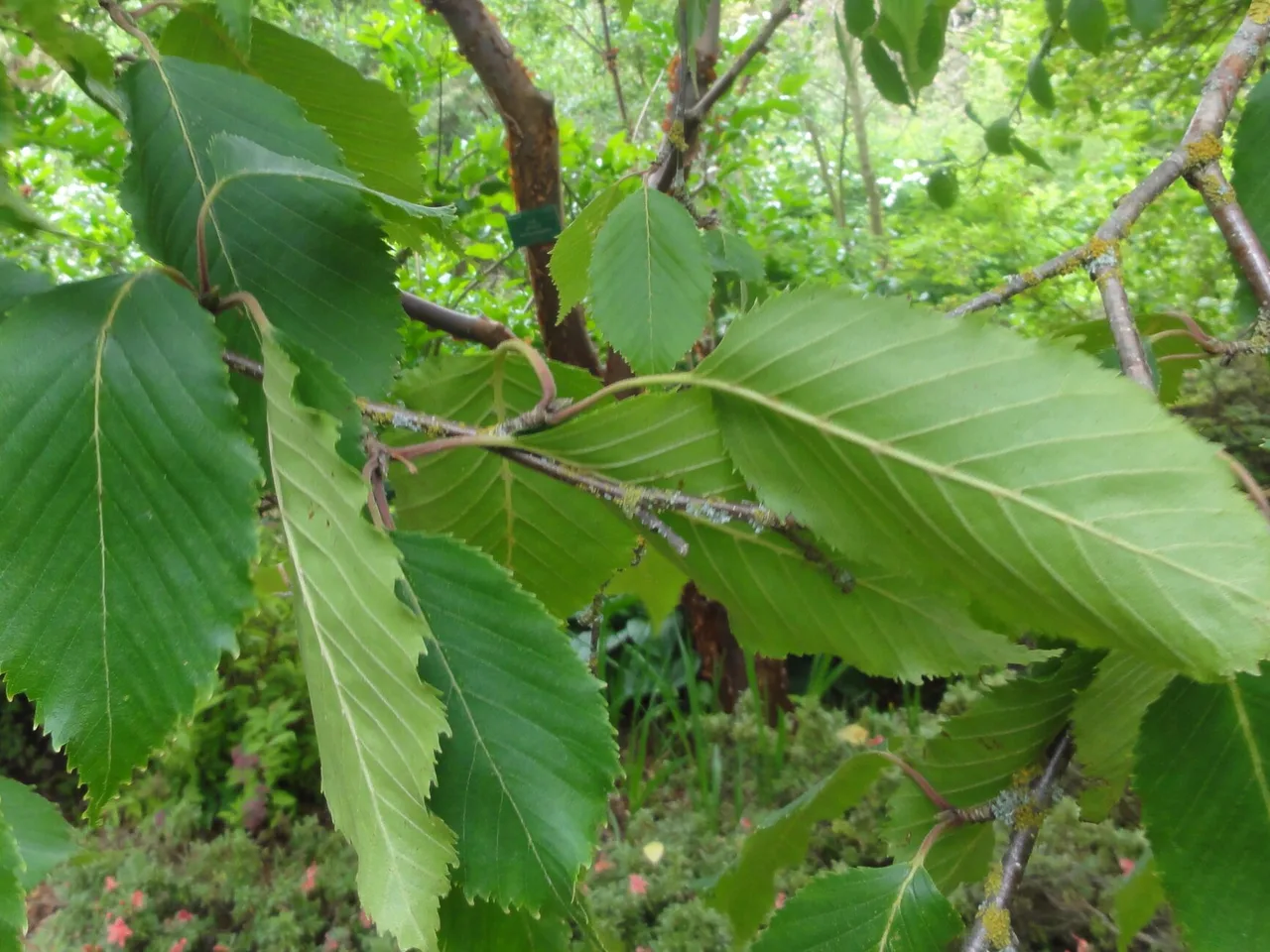 Himalayan Birch (Betula utilis jacquemontii)
