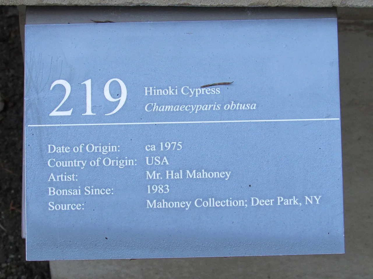 Hinoki Cypress (Chamaecyparis obtusa)