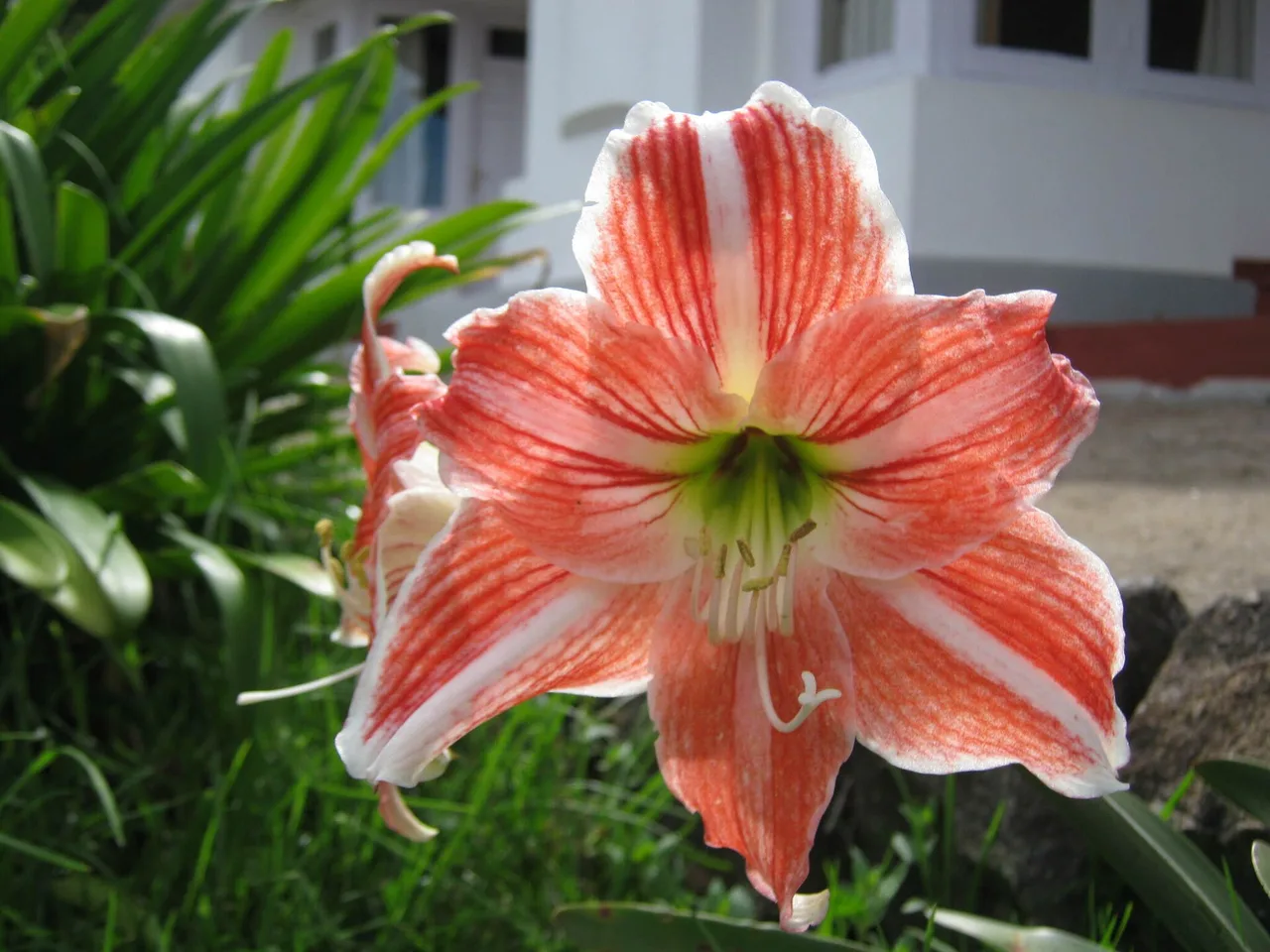 Hippeastrum (Hippeastrum hybridum)