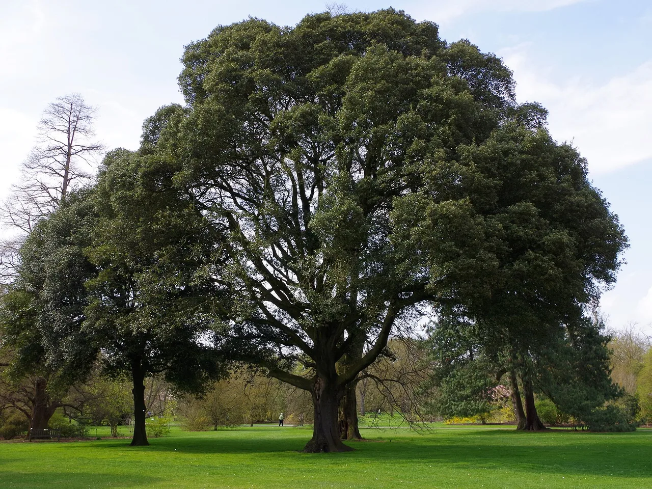 Holm Oak (Quercus ilex)