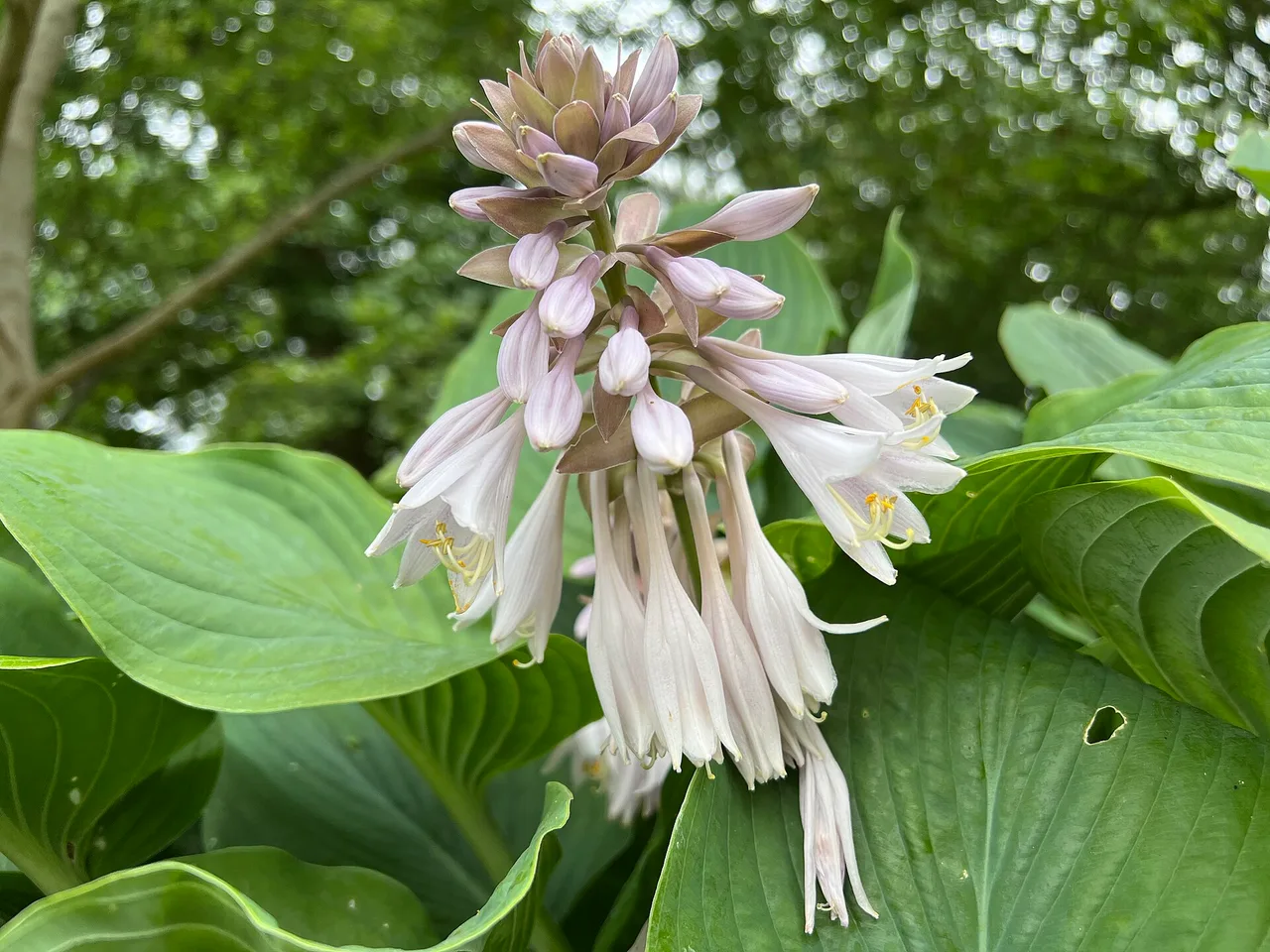 Hosta (Hosta sieboldiana)