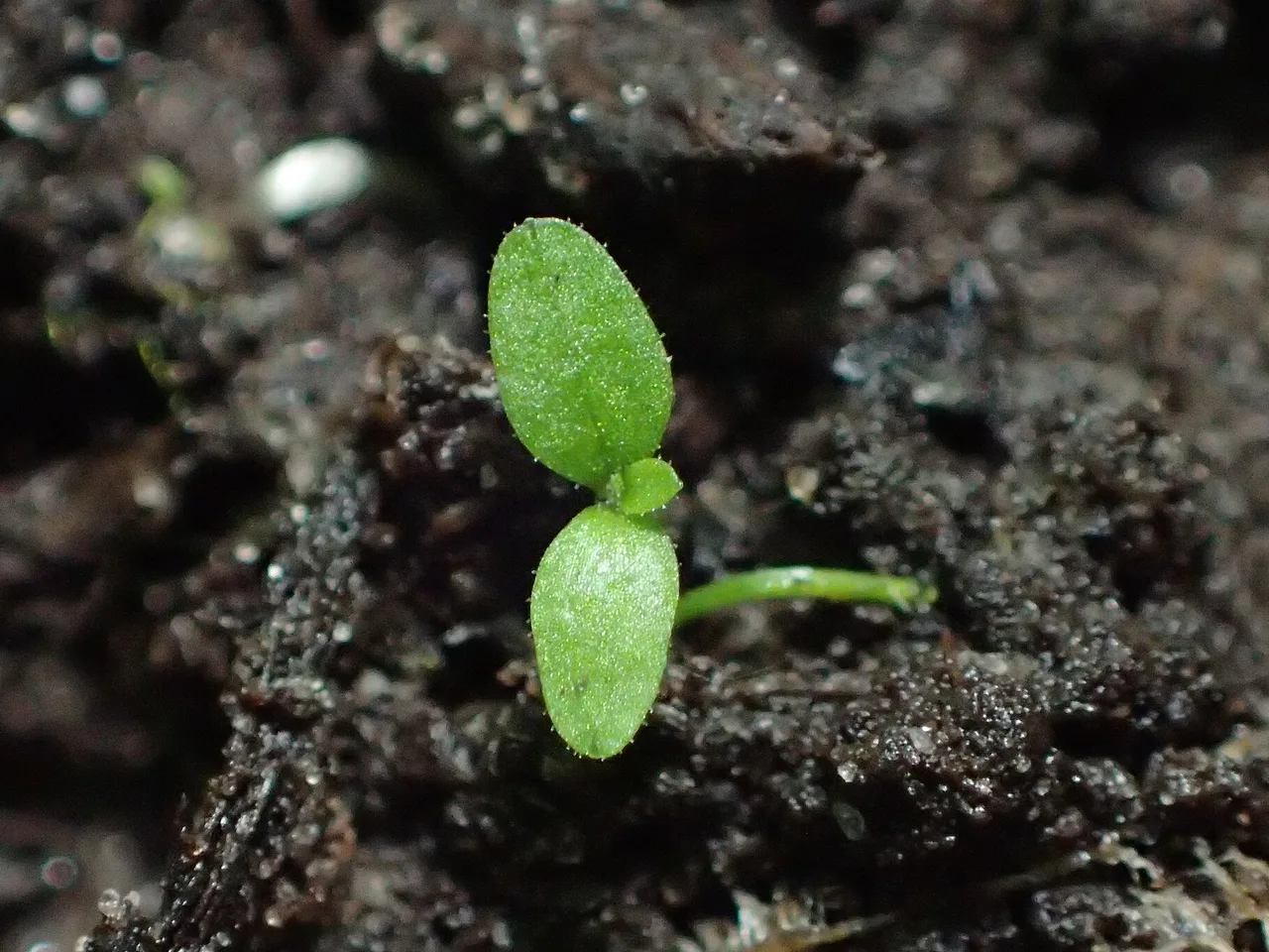 Water Violet (Hottonia palustris)