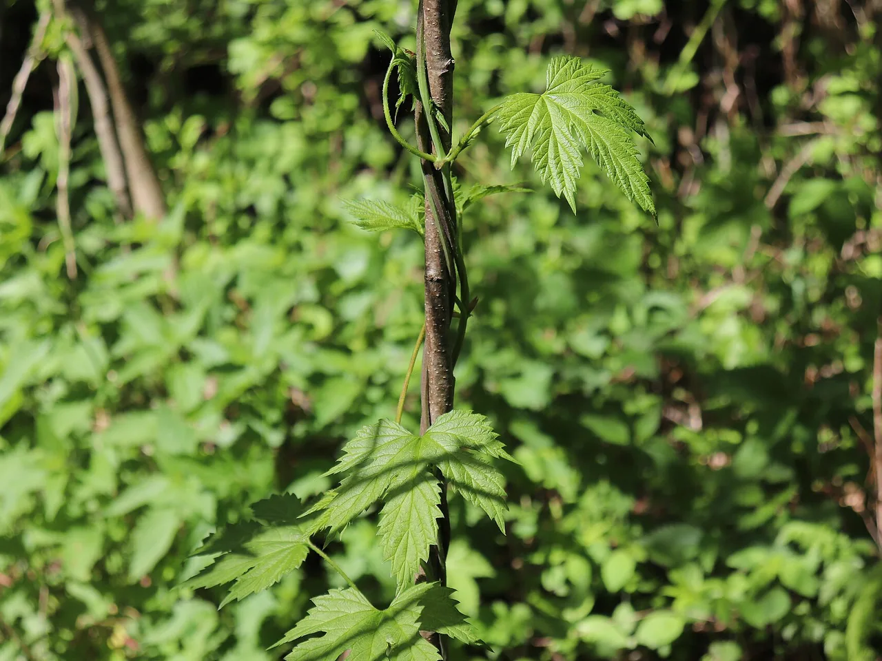 Common Hop (Humulus lupulus)