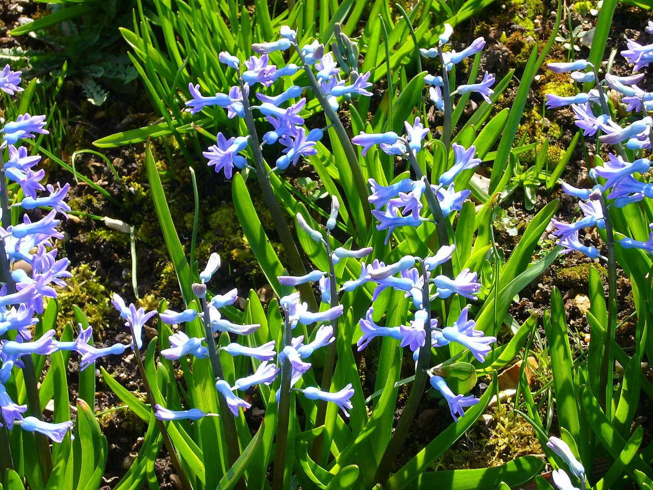 Hyacinth (Hyacinthus orientalis)