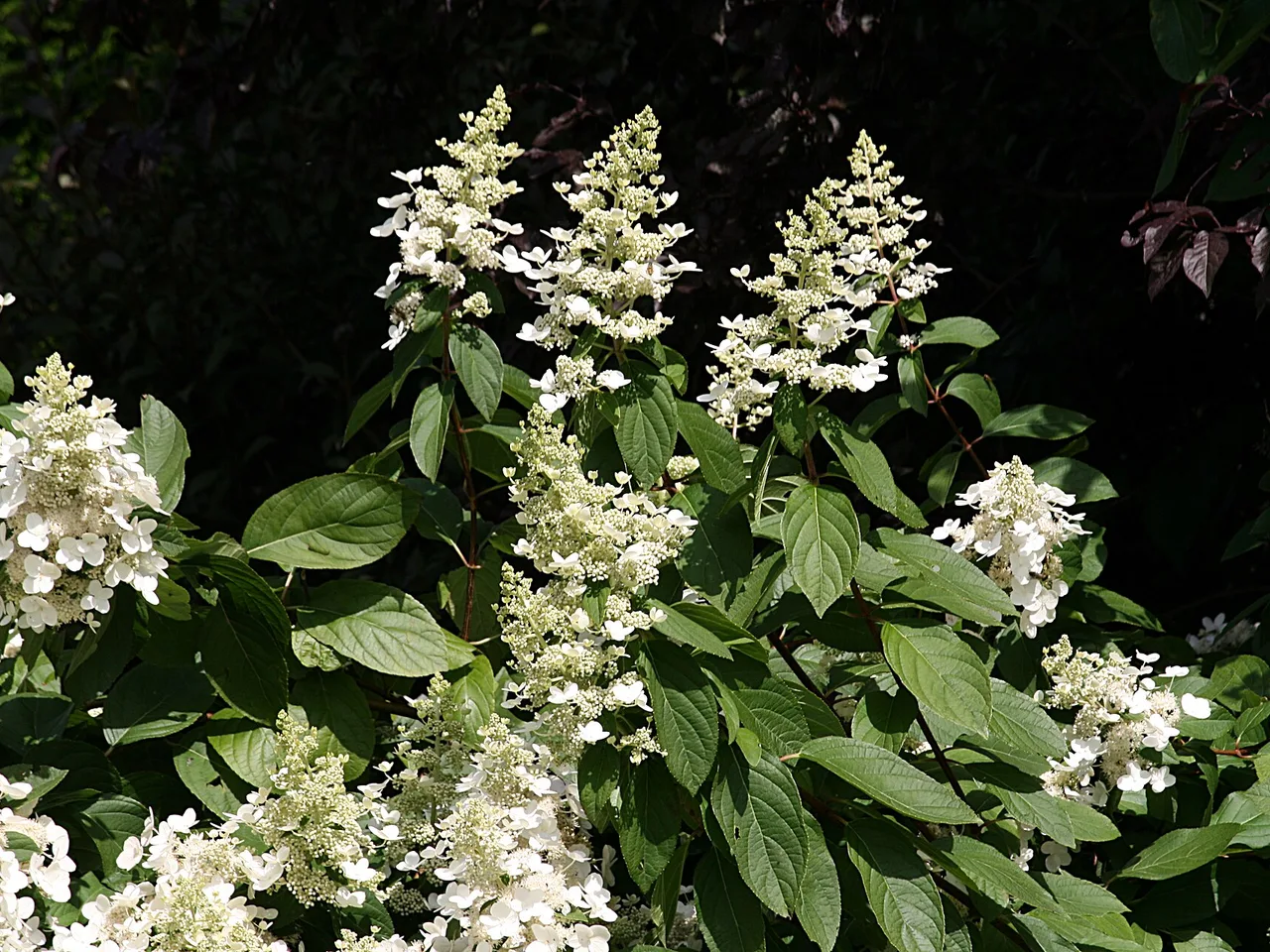 Panicle Hydrangea (Hydrangea paniculata)