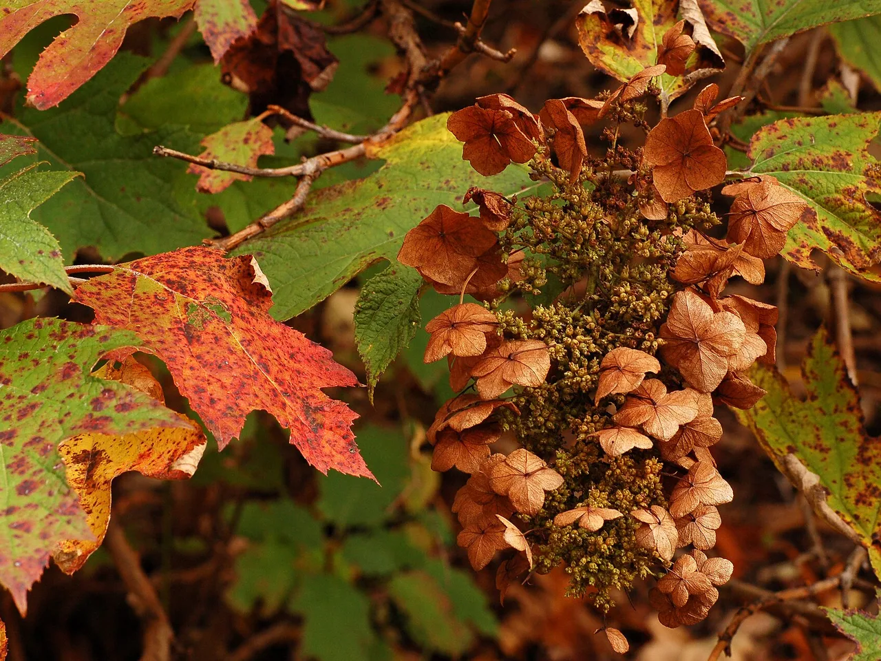 Oakleaf Hydrangea (Hydrangea quercifolia)