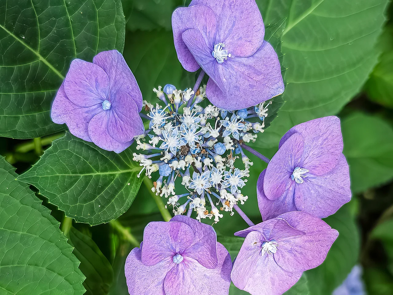 Hydrangea (Hydrangea macrophylla)
