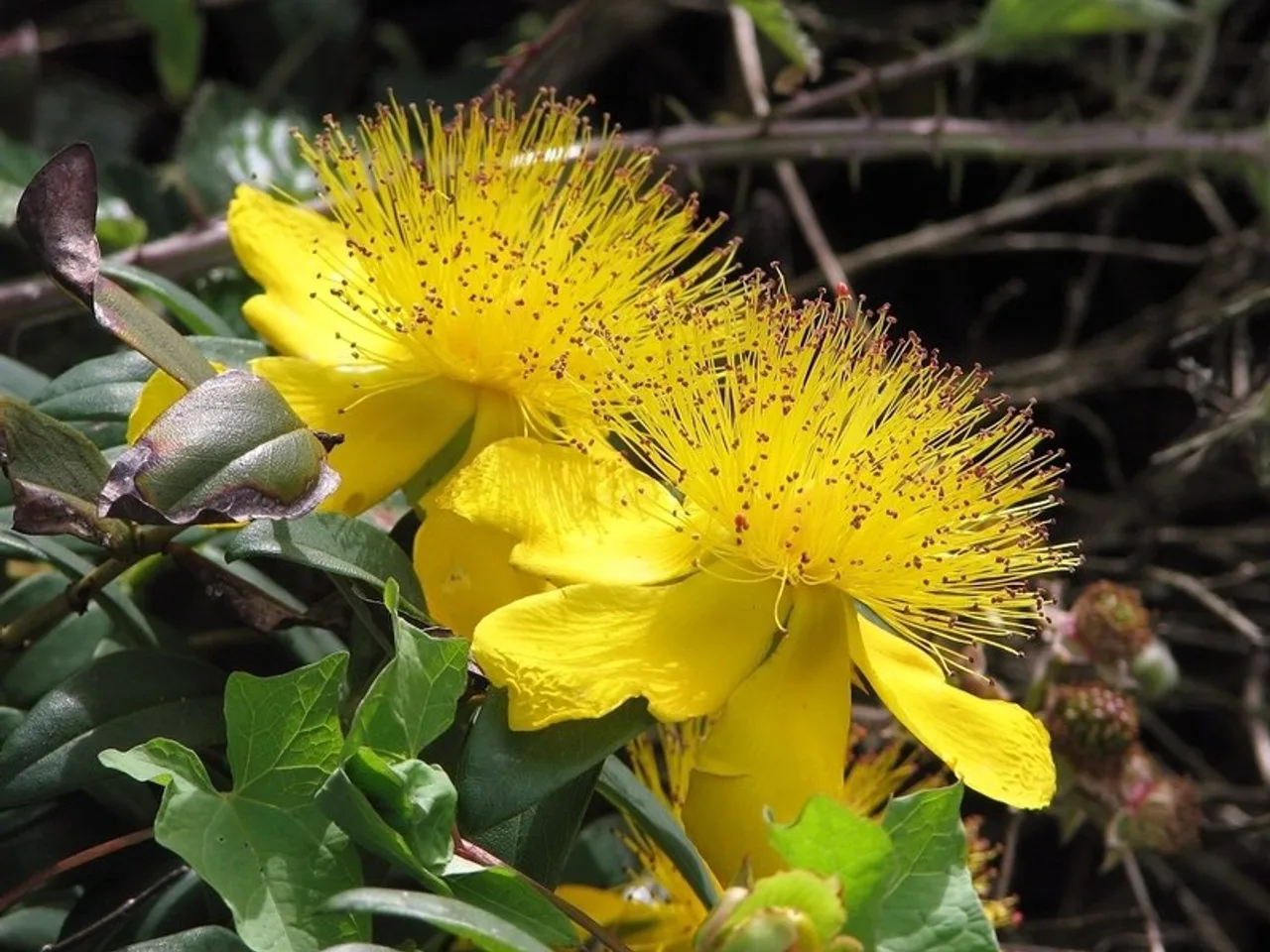 Rose of Sharon (Hypericum calycinum)
